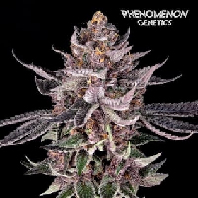 Tangoz > Phenomenom Genetics